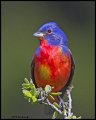 _2SB8952 painted bunting